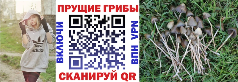 Псилоцибиновые грибы GOLDEN TEACHER Обь